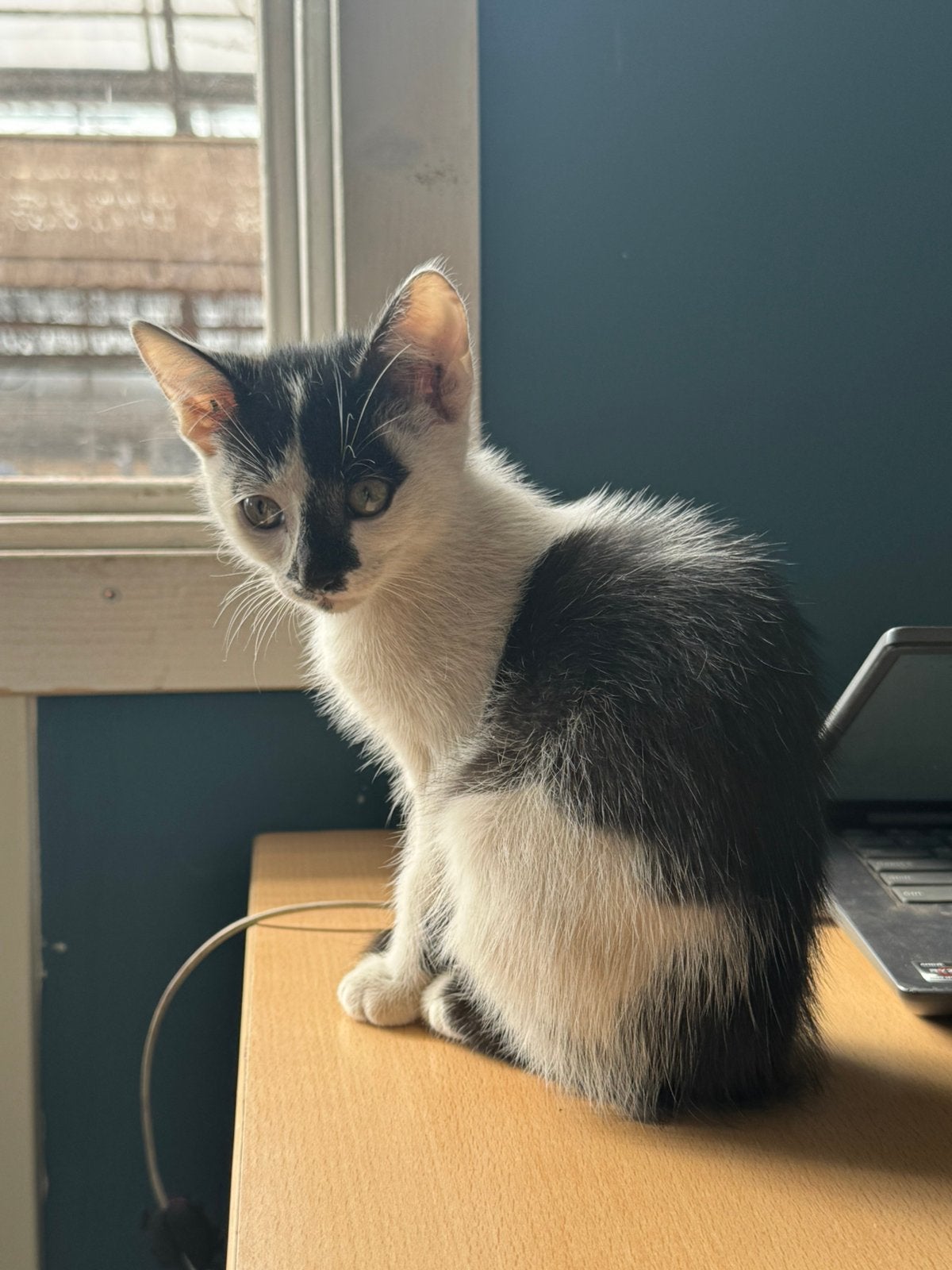 Laatste 2 kittens uit het nestje!, Poes, Kortharig, 0 tot 2 jaar