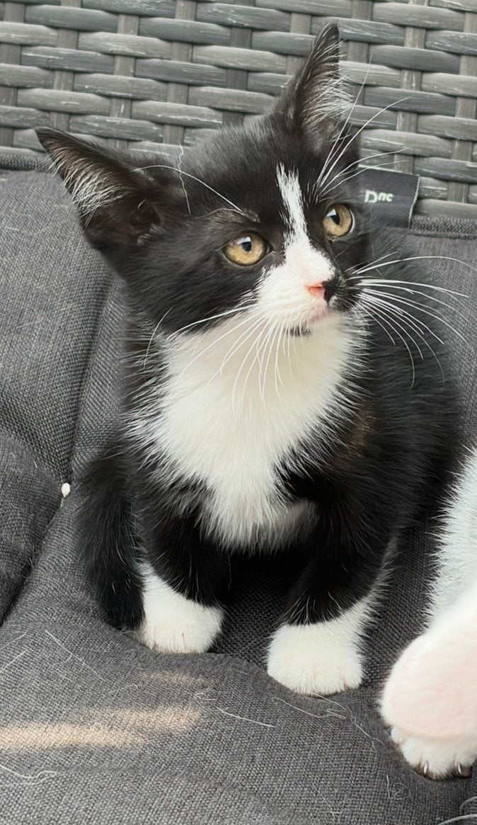 3 schattige poesjes zoeken 5 sterren huisje, Poes