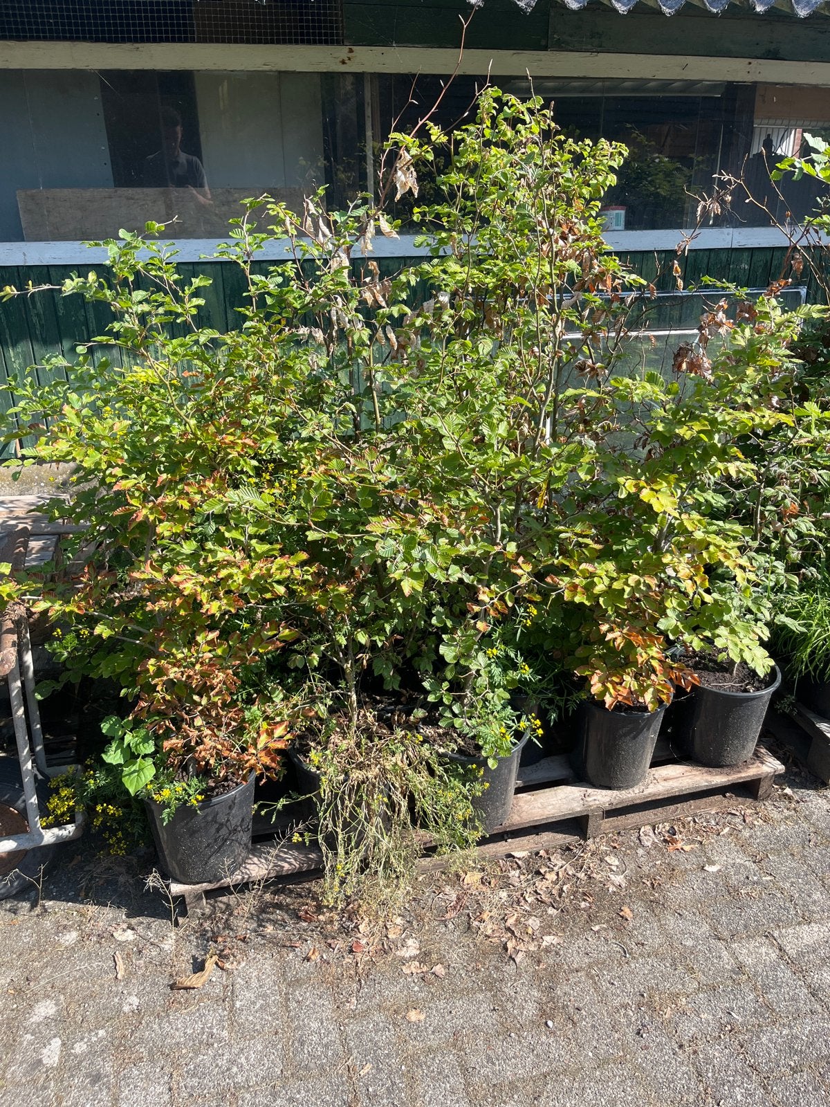 Beukenhaag in pot 100-120cm, Vaste plant, Bloeit niet, Halfschaduw, Ophalen