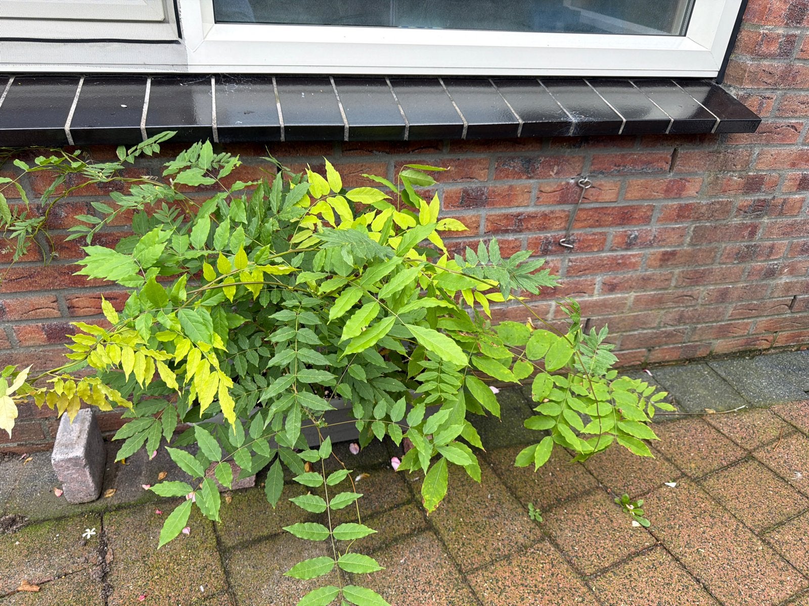 Blauwe regen (Wisteria) - Grote klimplant in pot, Ophalen, Volle zon, Vaste plant, Klimplanten