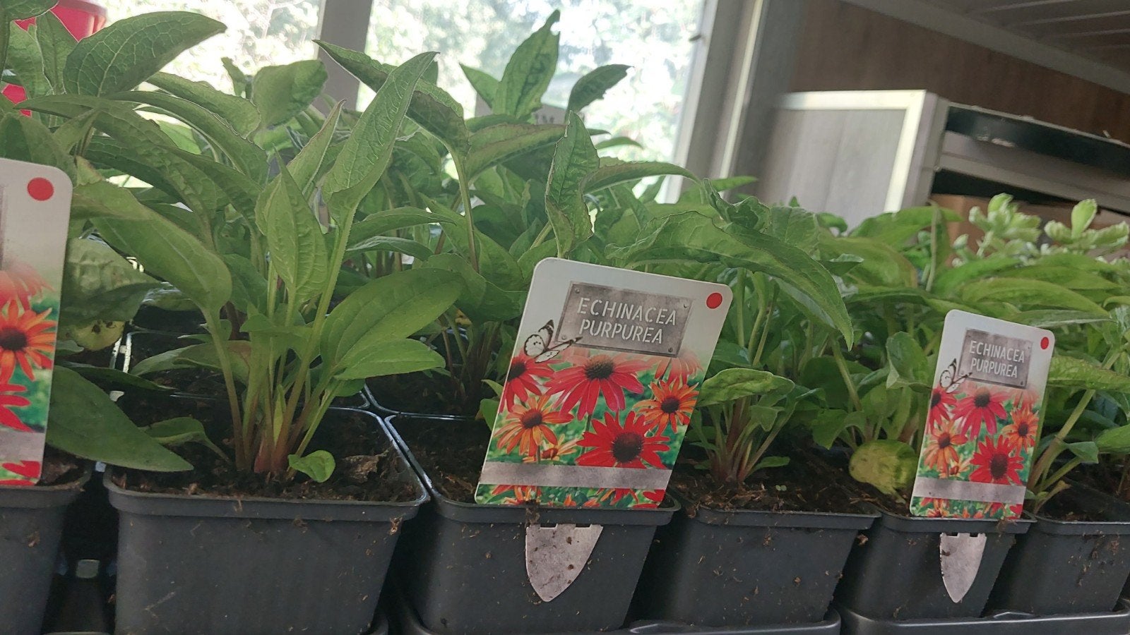 Echinacea Purpurea - Rode Zonnehoed planten, Ophalen, Overige soorten, Volle zon