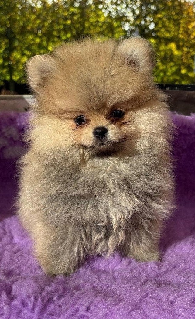 Mooie lieve ondeugende pomeranianpups teefjes, Keeshond, CDV (hondenziekte), 8 tot 15 weken, Teef