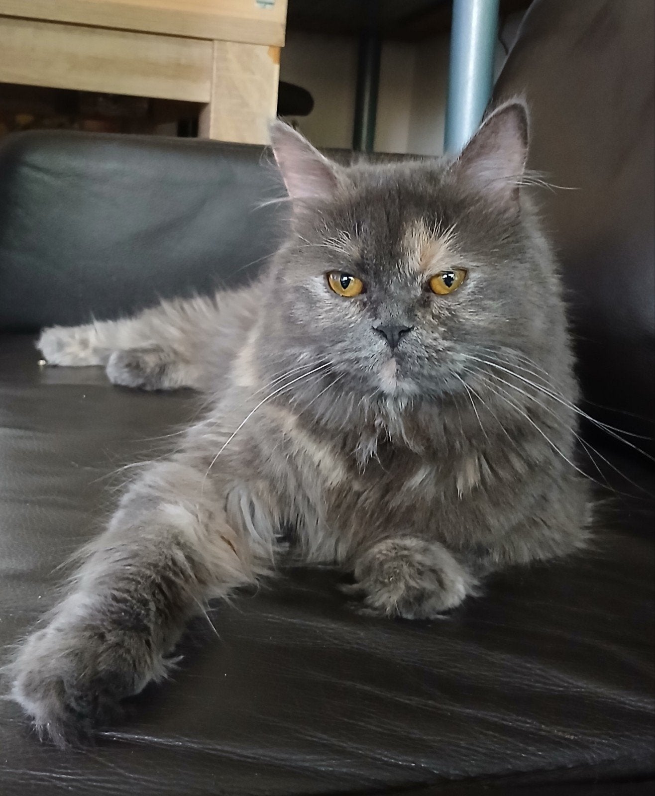 pers x ek langharige poes, Poes, Gechipt, 0 tot 2 jaar