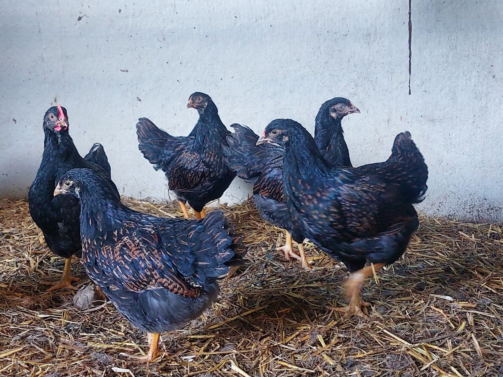 Barnevelder groot, Vrouwelijk, Kip