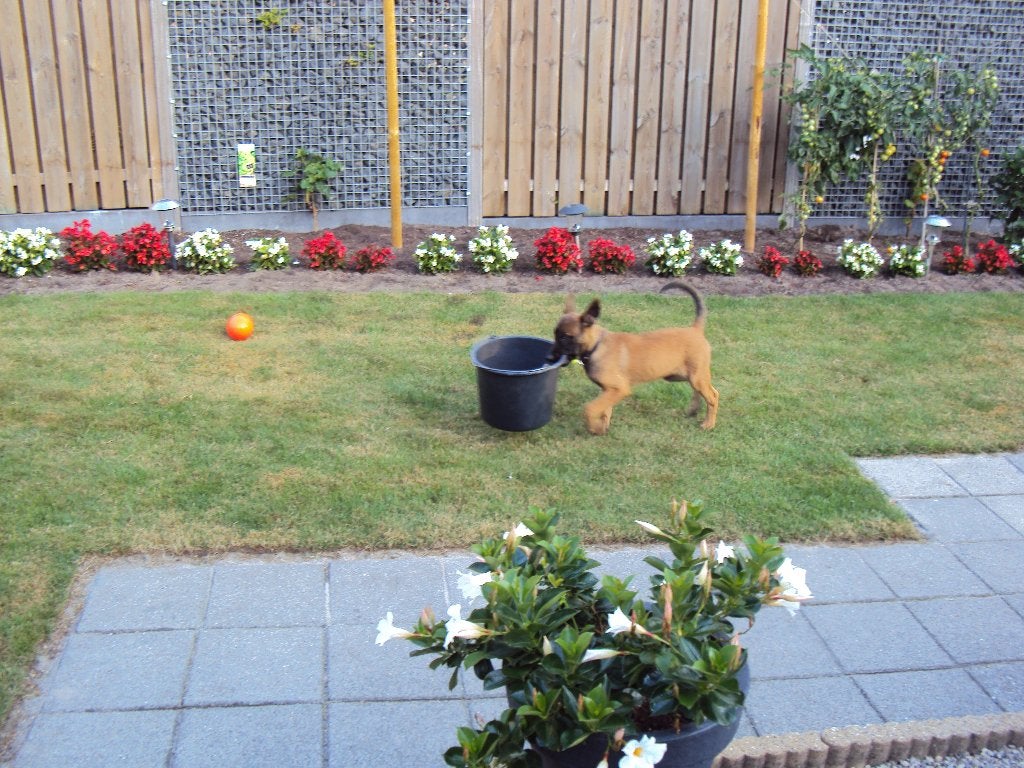 tuinman, Tuinonderhoud of Snoeiwerk