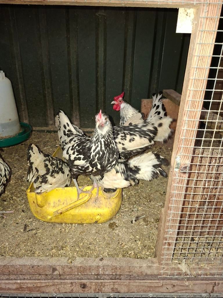 Te koop 1- 3 Hollands hoen kippen, Meerdere dieren, Kip