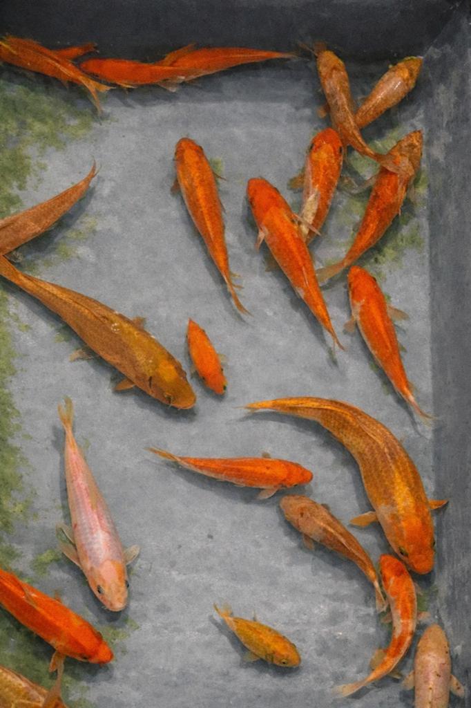 Babykoi - baby koi, Dieren en Toebehoren, Vissen | Vijvervissen, Karper of Koi