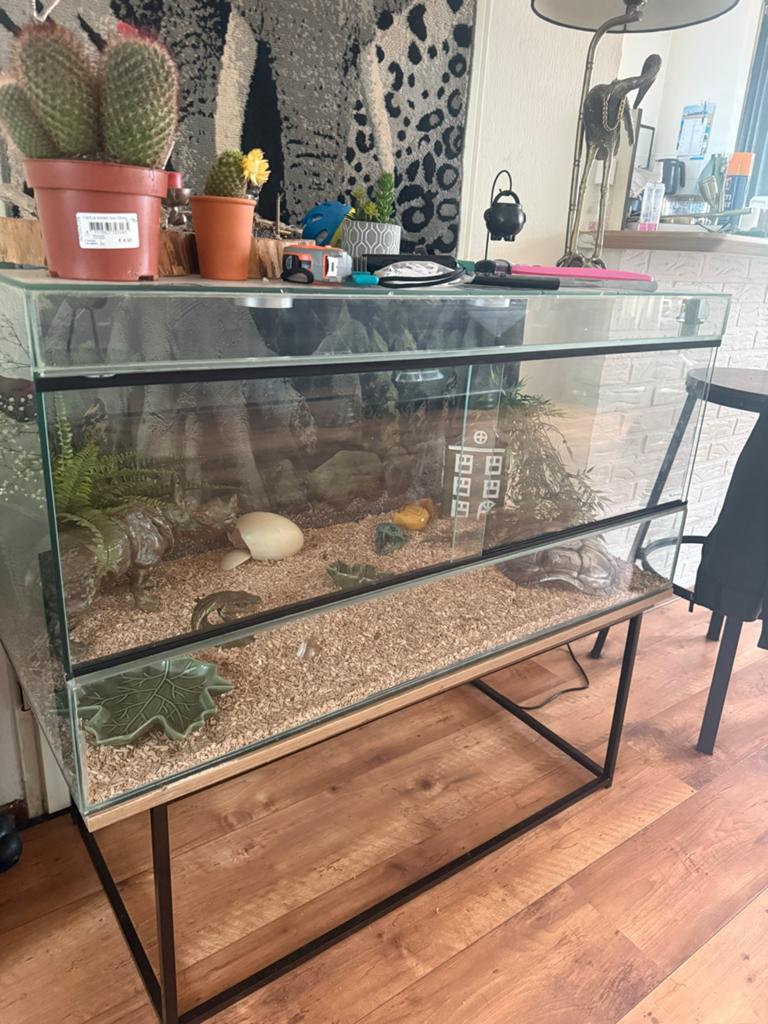 Terrarium met 2 ratten slangen, Dieren en Toebehoren, Reptielen en Amfibieën, Slang, Met terrarium, 0 tot 2 jaar