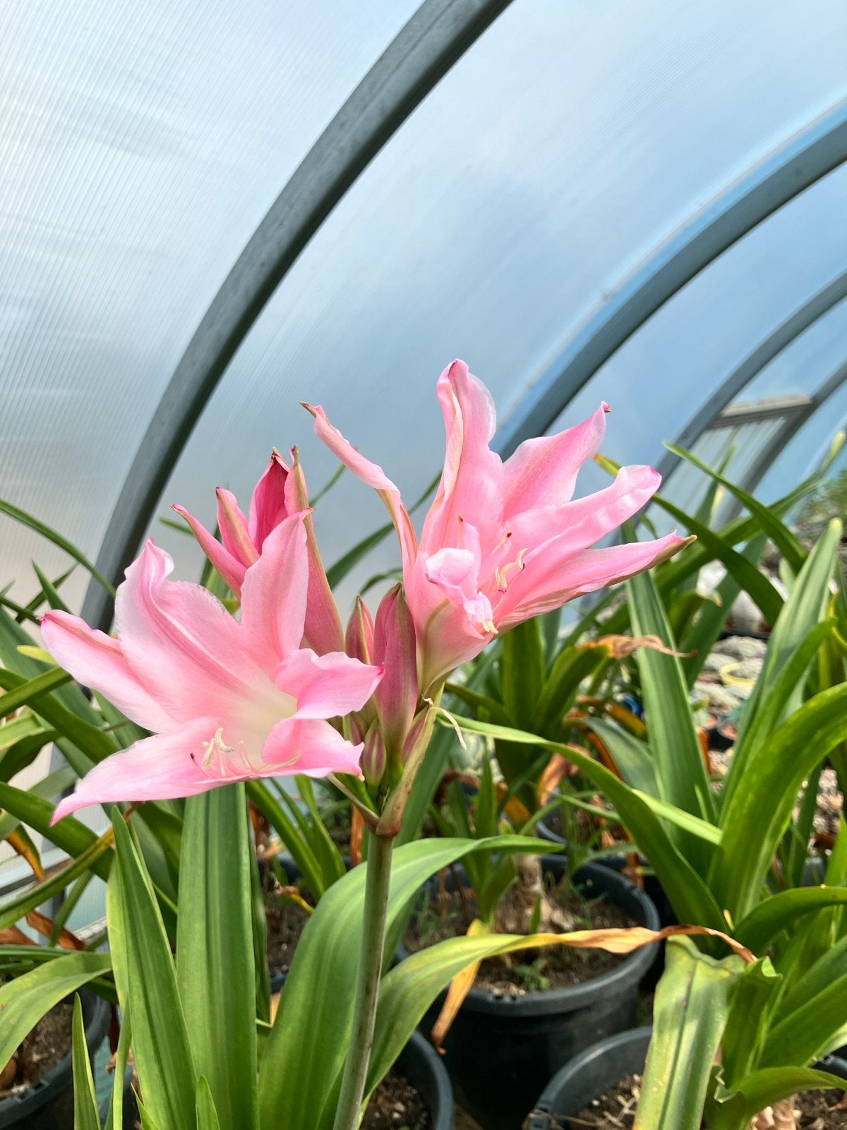 Amacrinum - Prachtige Roze Bloemen in 25 cm Pot, Volle zon, Vaste plant, Zomer, Ophalen