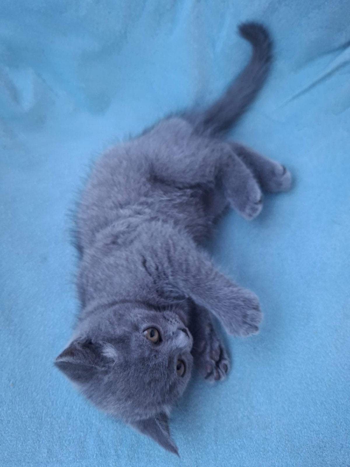 Britse korthaar kitten poesje 9,5 weken. gechipt en ingeënt, Dieren en Toebehoren, Poes, Gechipt, 0 tot 2 jaar