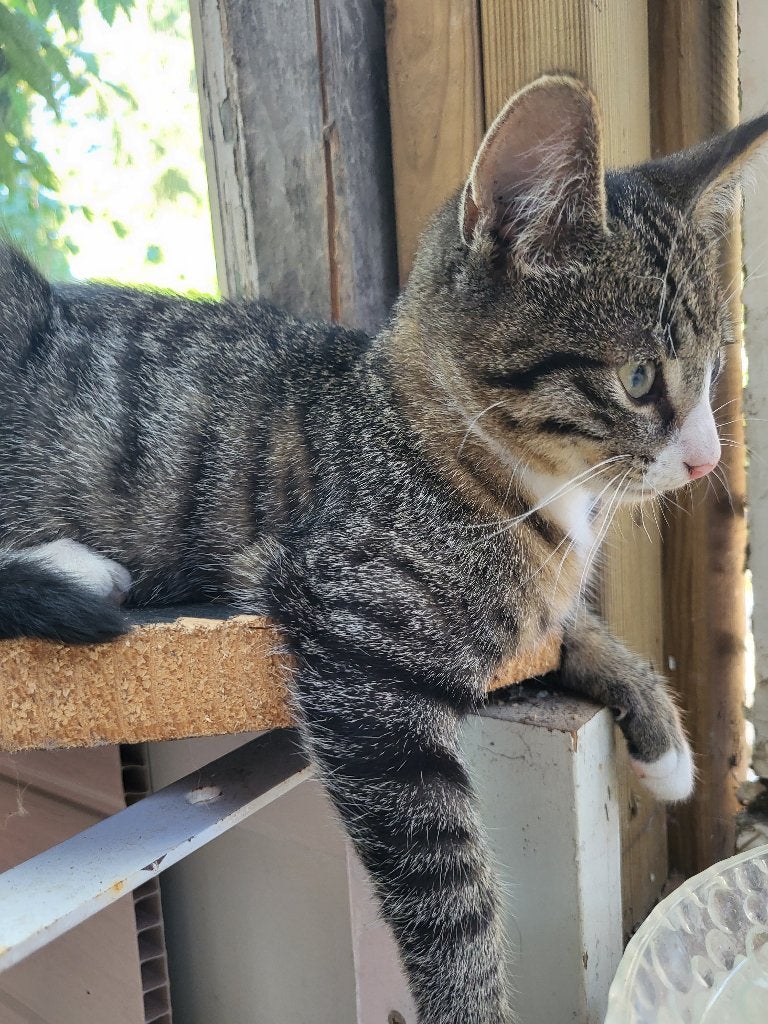 Lieve sociale kittens, Dieren en Toebehoren, Meerdere dieren, Ontwormd, 0 tot 2 jaar