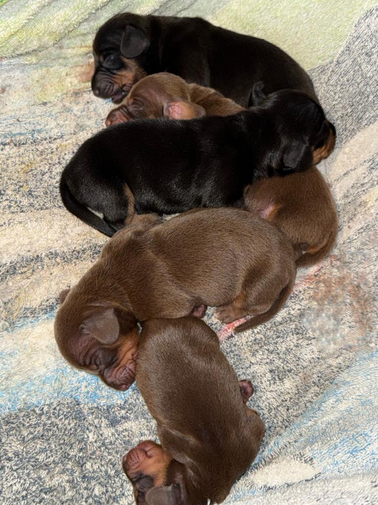 Dwerg teckel pups, Dieren en Toebehoren, Honden | Teckels en Dashonden, België, Particulier, 8 tot 15 weken, Korthaar
