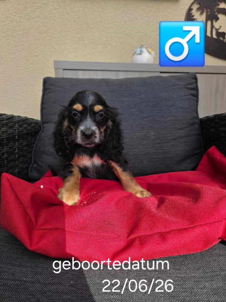 mooie engelse cocker pups, Dieren en Toebehoren, Honden | Retrievers, Spaniëls en Waterhonden, België, 8 tot 15 weken, Parvo, Meerdere