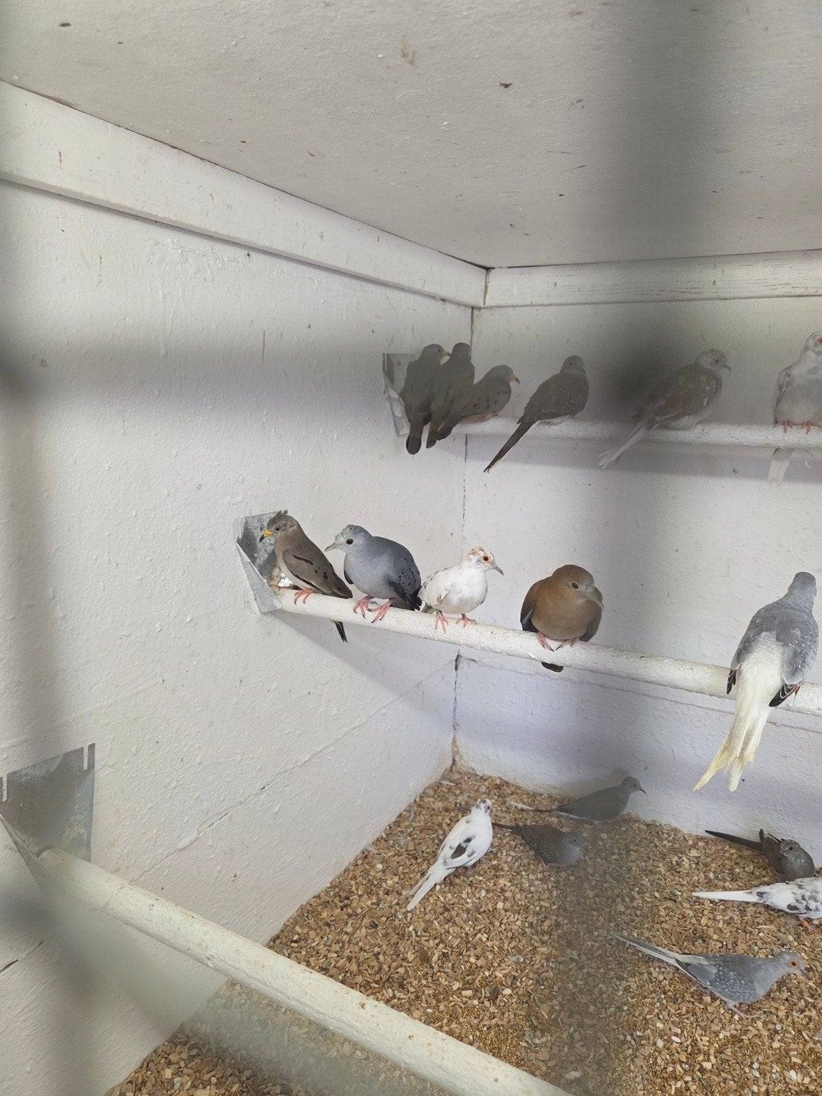 Blauwe grond duiven, Meerdere dieren, Overige soorten