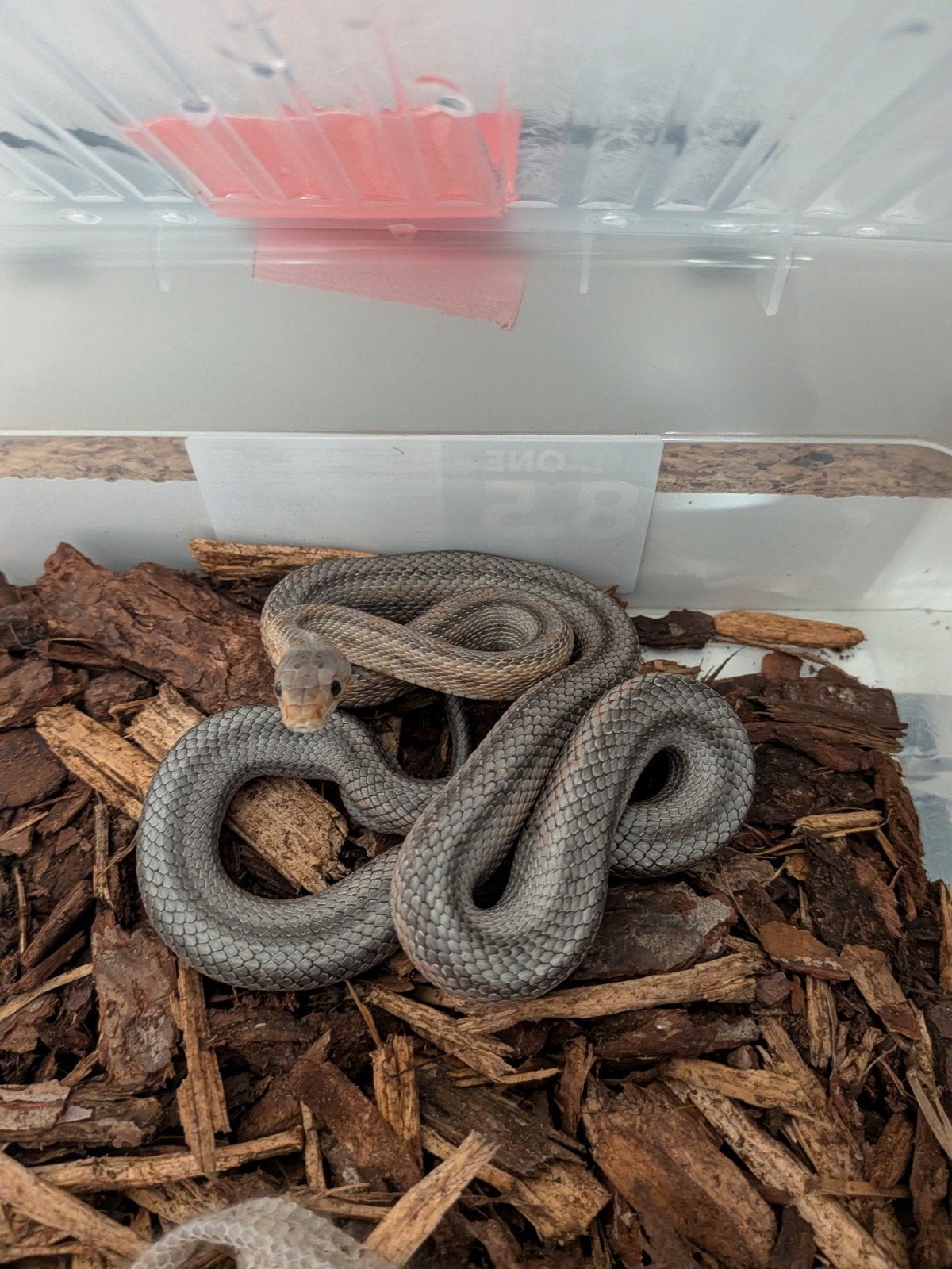 Pantherophis bairdi  0.1 het hypo cb2024 Rat Snake - female for sale from rene