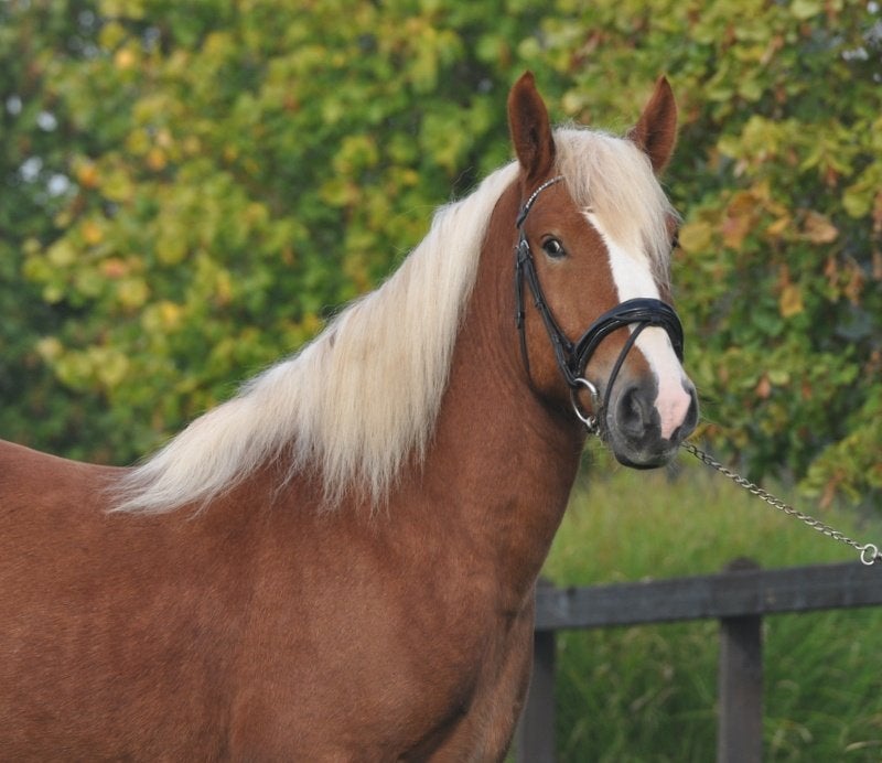 3,5 jarige forse ruin, E pony (1.48m - 1.57m), Met stamboom, B, Ruin