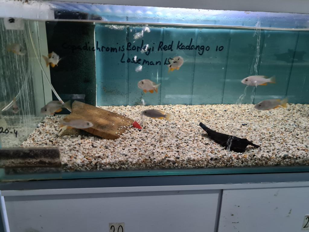 Copadichromis Borleyi Red Kadango Malawi Cichliden, Vis, Zoetwatervis