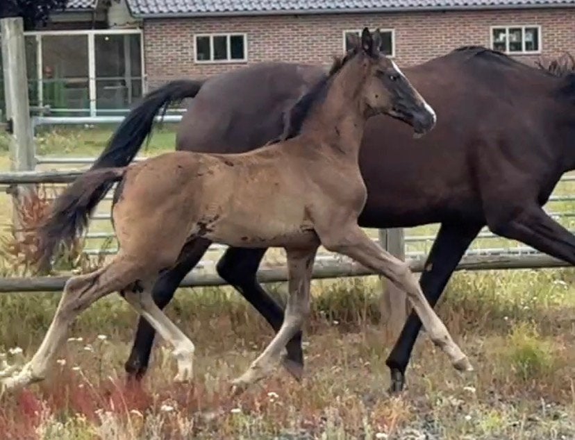 Zeer goed bewegend hengstveulen uit topstam, Dieren en Toebehoren, Paarden, Met stamboom, Dressuurpaard, 0 tot 2 jaar, Hengst