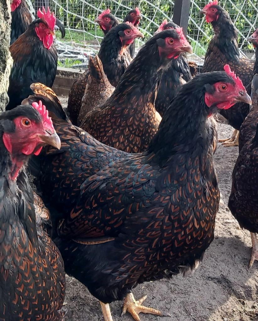 Te koop: BROEDEIEREN van DUBBELGEZOOMDE BARNEVELDER KIPPEN, Dieren en Toebehoren, Ophalen of Verzenden