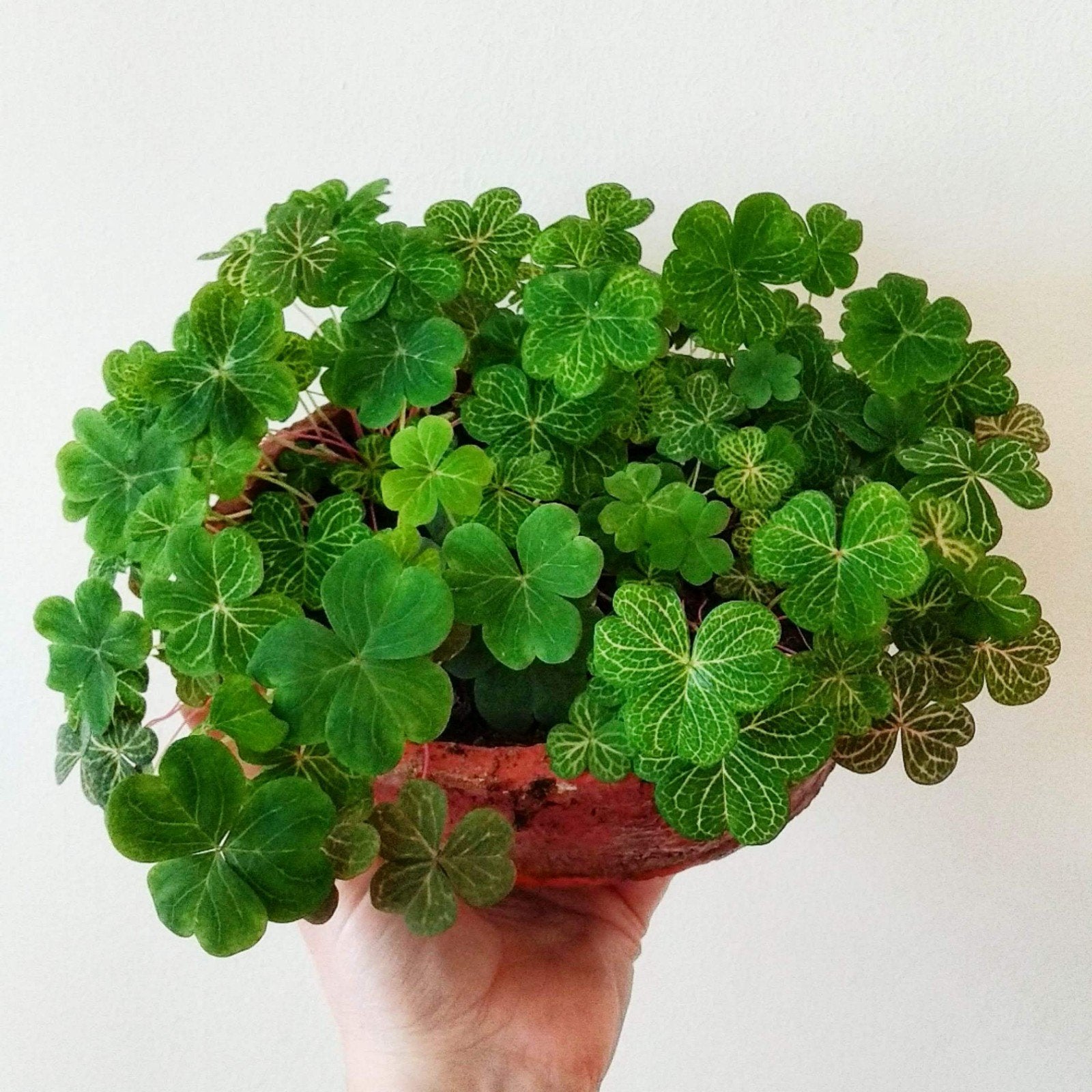 Zeldzame kamerplant: Oxalis corymbosa aureo-reticulata, Overige soorten, Minder dan 100 cm, Groene kamerplant, Halfschaduw