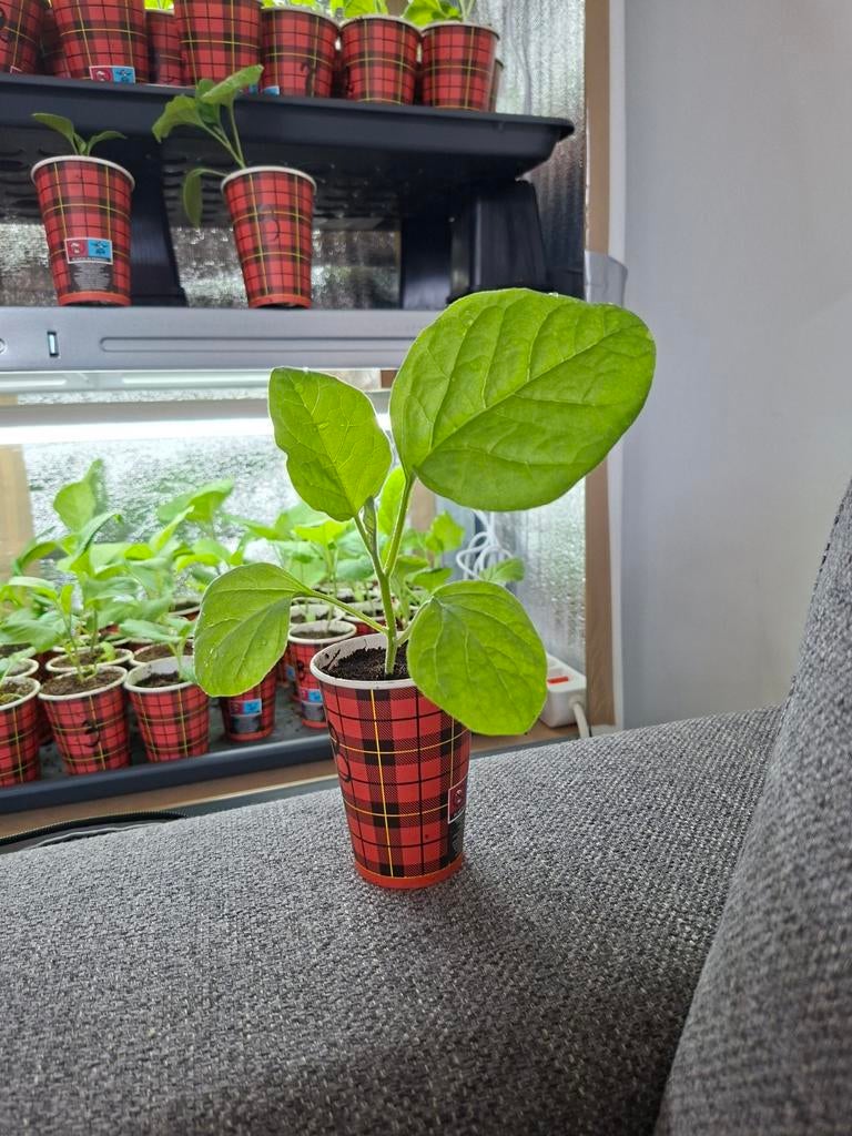Boulanger (Surinaamse Aubergineplant )-  moestuin, Tuin en Terras, Planten | Tuinplanten, Ophalen of Verzenden, Eenjarig, Groenteplanten