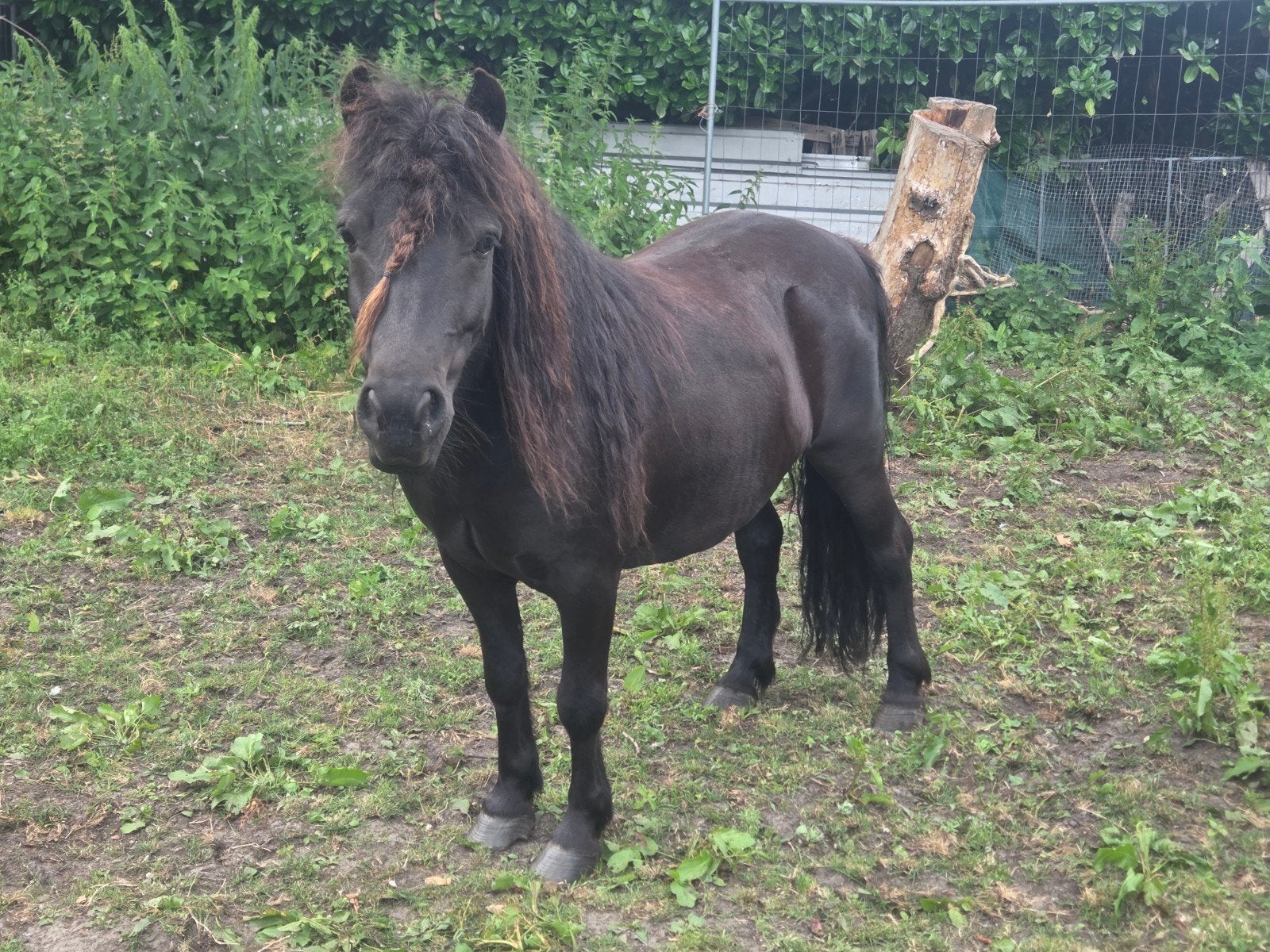 Shetland pony, Dieren en Toebehoren, Ophalen