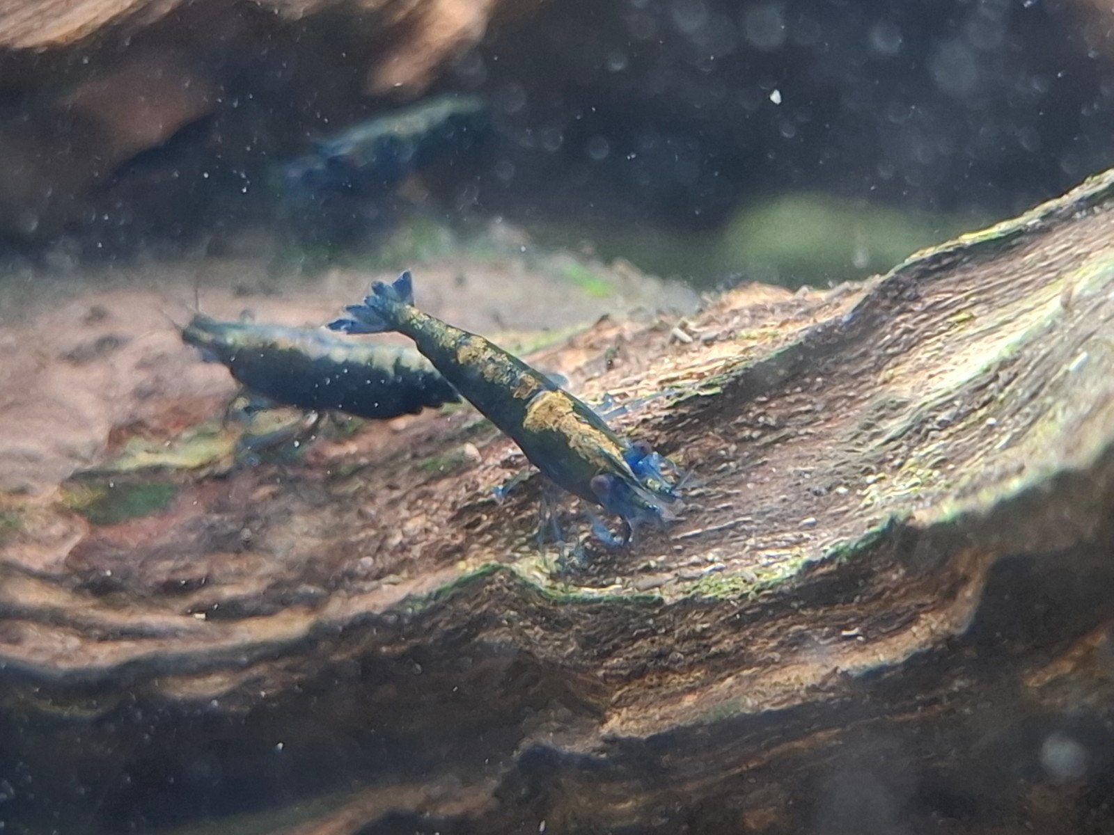 Blue Sapphire (Rusty) high grade neo caridina garnalen, Dieren en Toebehoren, Kreeft, Krab of Garnaal