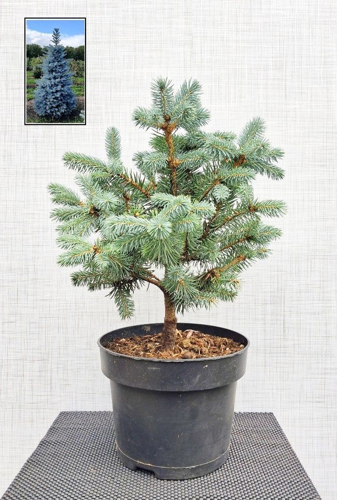 Blauwspar- Picea Pungens Super Blue, Tuin en Terras, In pot, Bloeit niet, Halfschaduw, Minder dan 100 cm