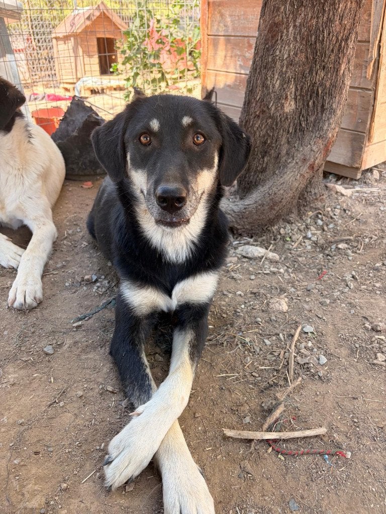 Poppy – van overleven naar een leven vol liefde, Dieren en Toebehoren, Honden | Niet-rashonden, Particulier, 1 tot 2 jaar, Buitenland