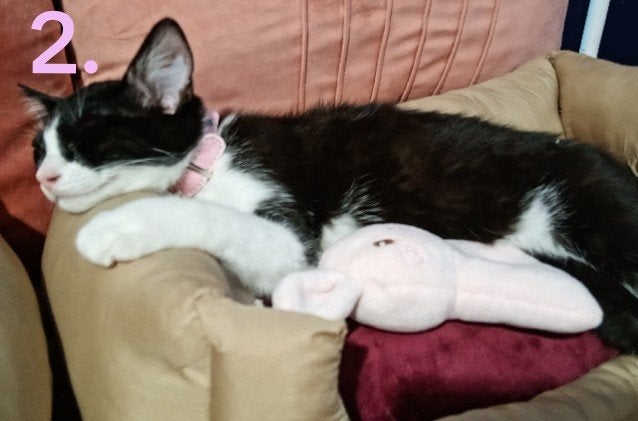 Kitten 13 weken, Dieren en Toebehoren, Meerdere dieren, 0 tot 2 jaar