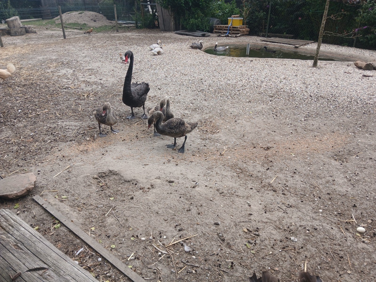 Zwarte zwanen, Dieren en Toebehoren, Meerdere dieren, Gans of Zwaan