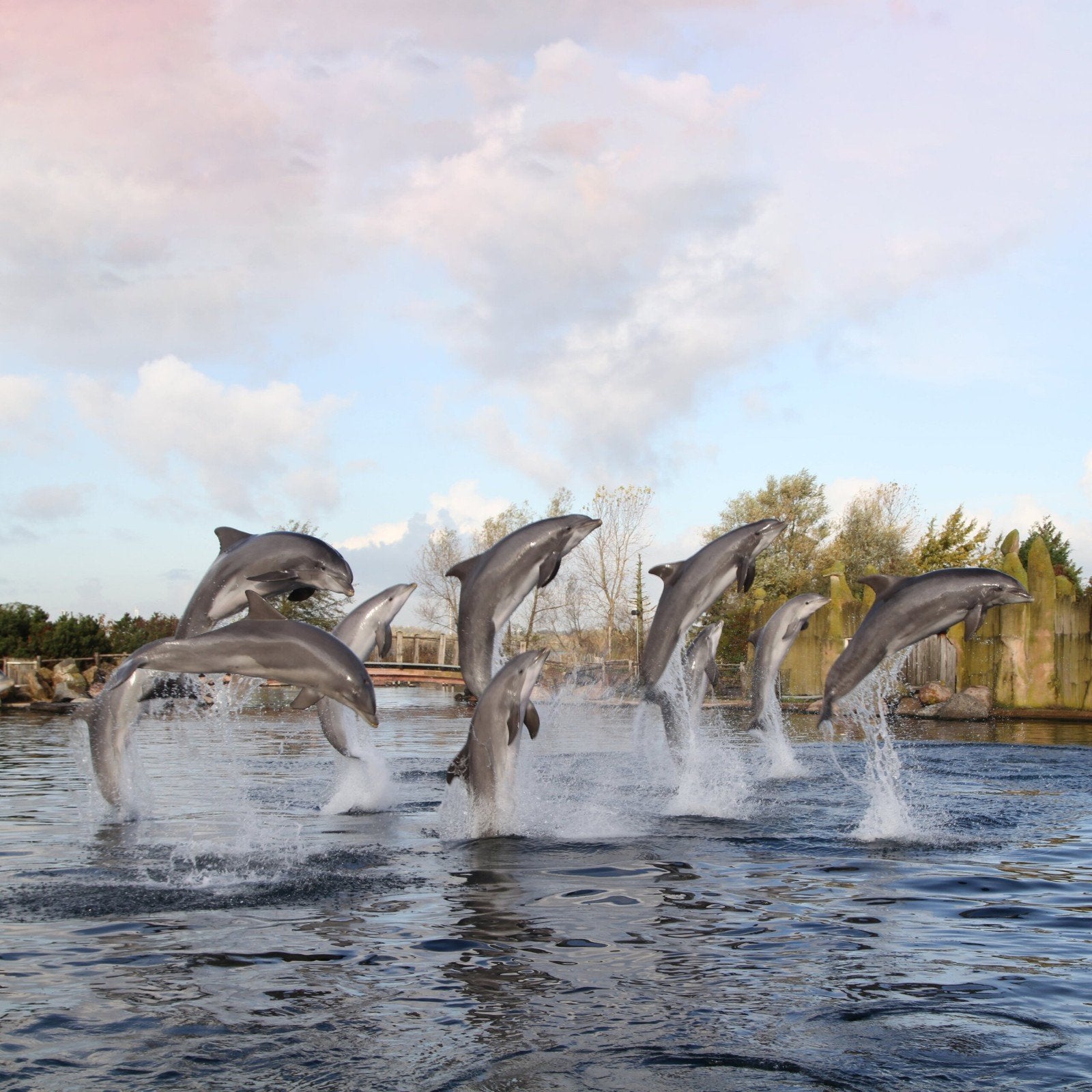2x tickets dolfinarium geldig tot 25 oktober 2026, Twee personen, Ticket of Toegangskaart