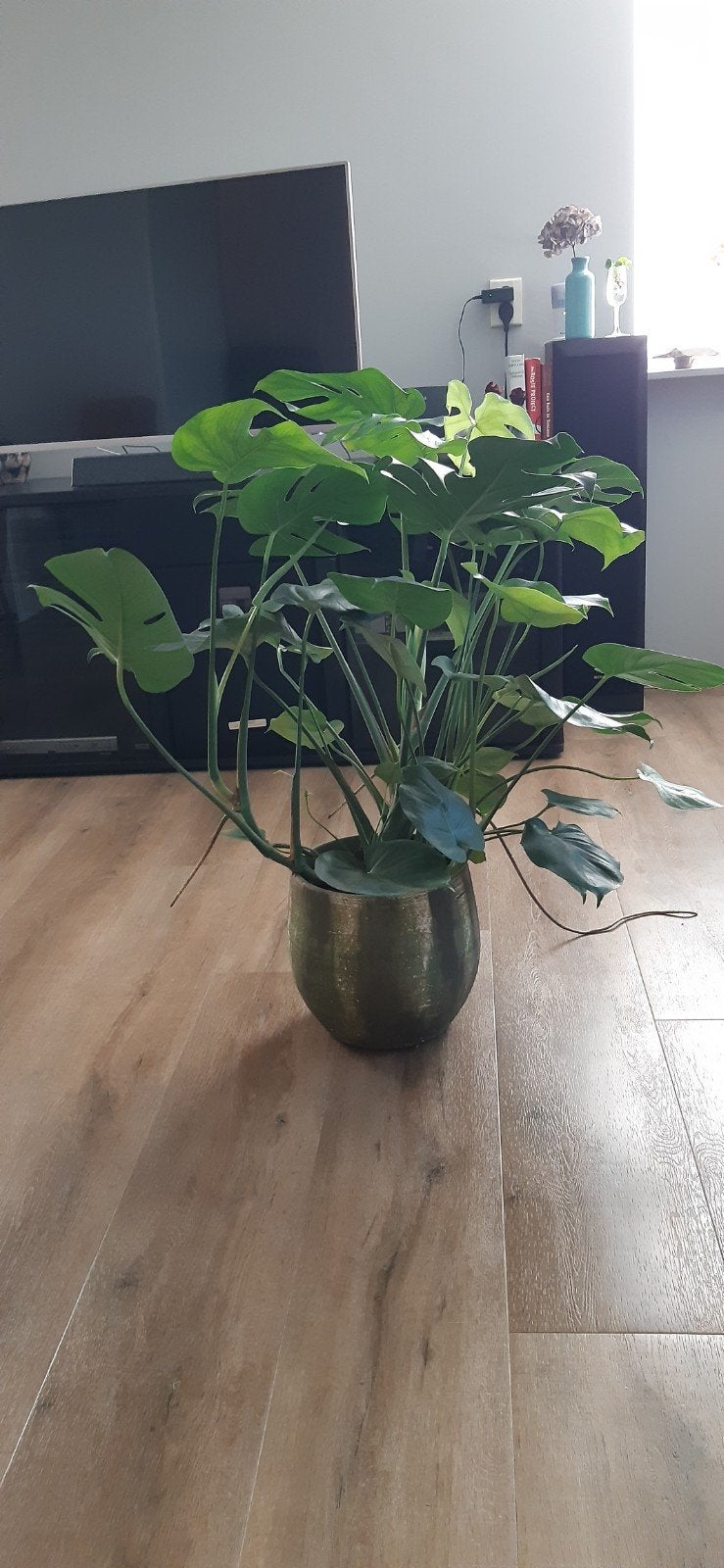 Mooie,  Monstera. Lengte tot hoogste blad 80 cm, Huis en Inrichting, Ophalen, Halfschaduw, Minder dan 100 cm