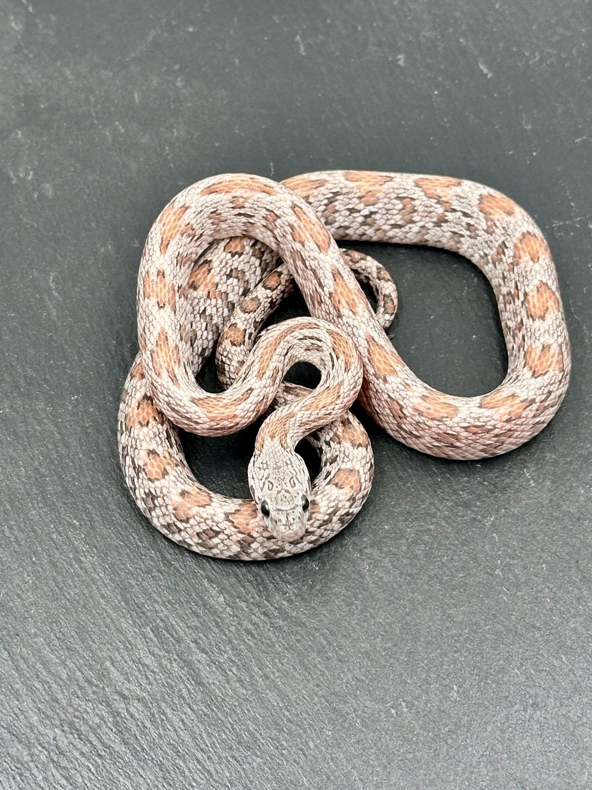 2025 corns rattenslang Rat Snake - unknown for sale from Bram