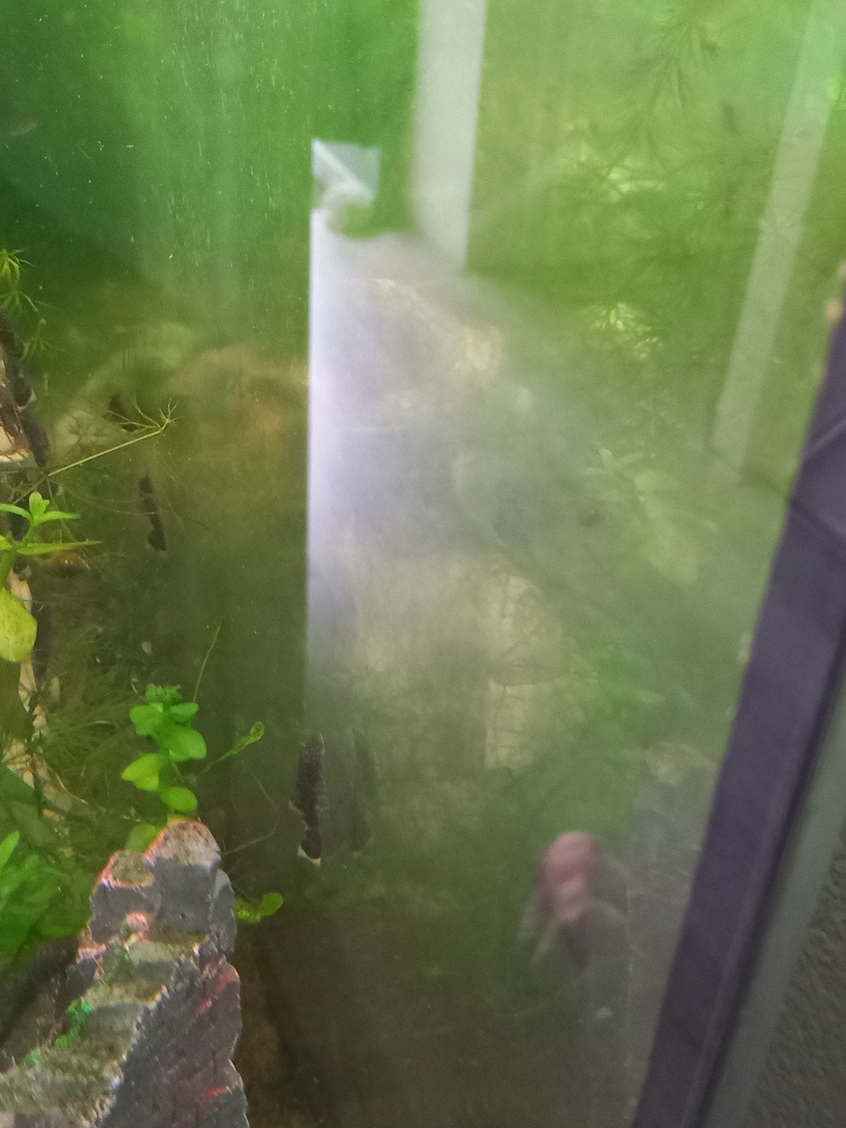 Algeneters, Dieren en Toebehoren, Ophalen of Verzenden, Overige typen