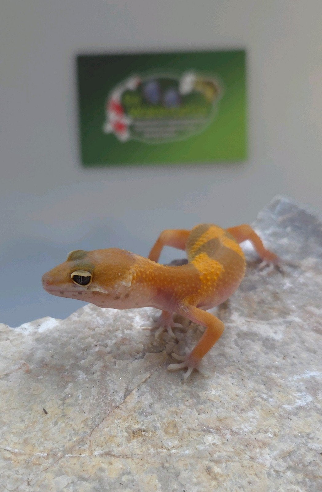 Luipaardgekko Leopard Gecko photo 4