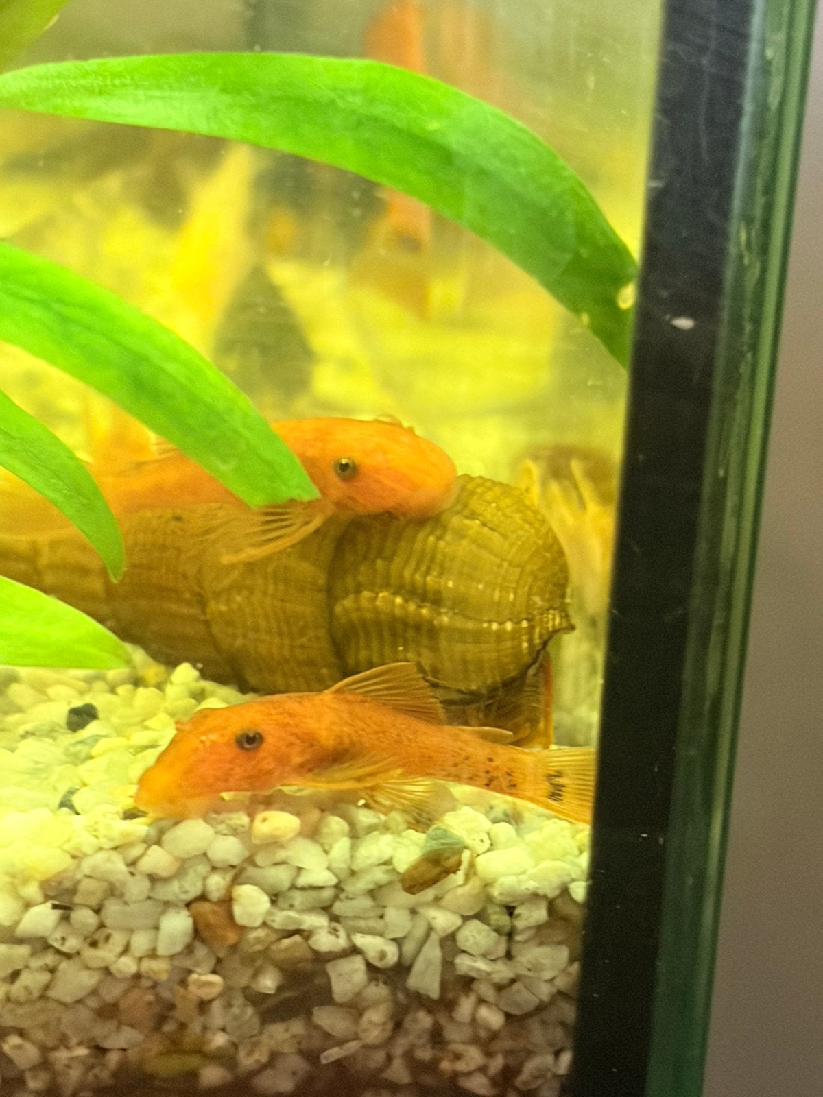 Ancistrus red, Dieren en Toebehoren