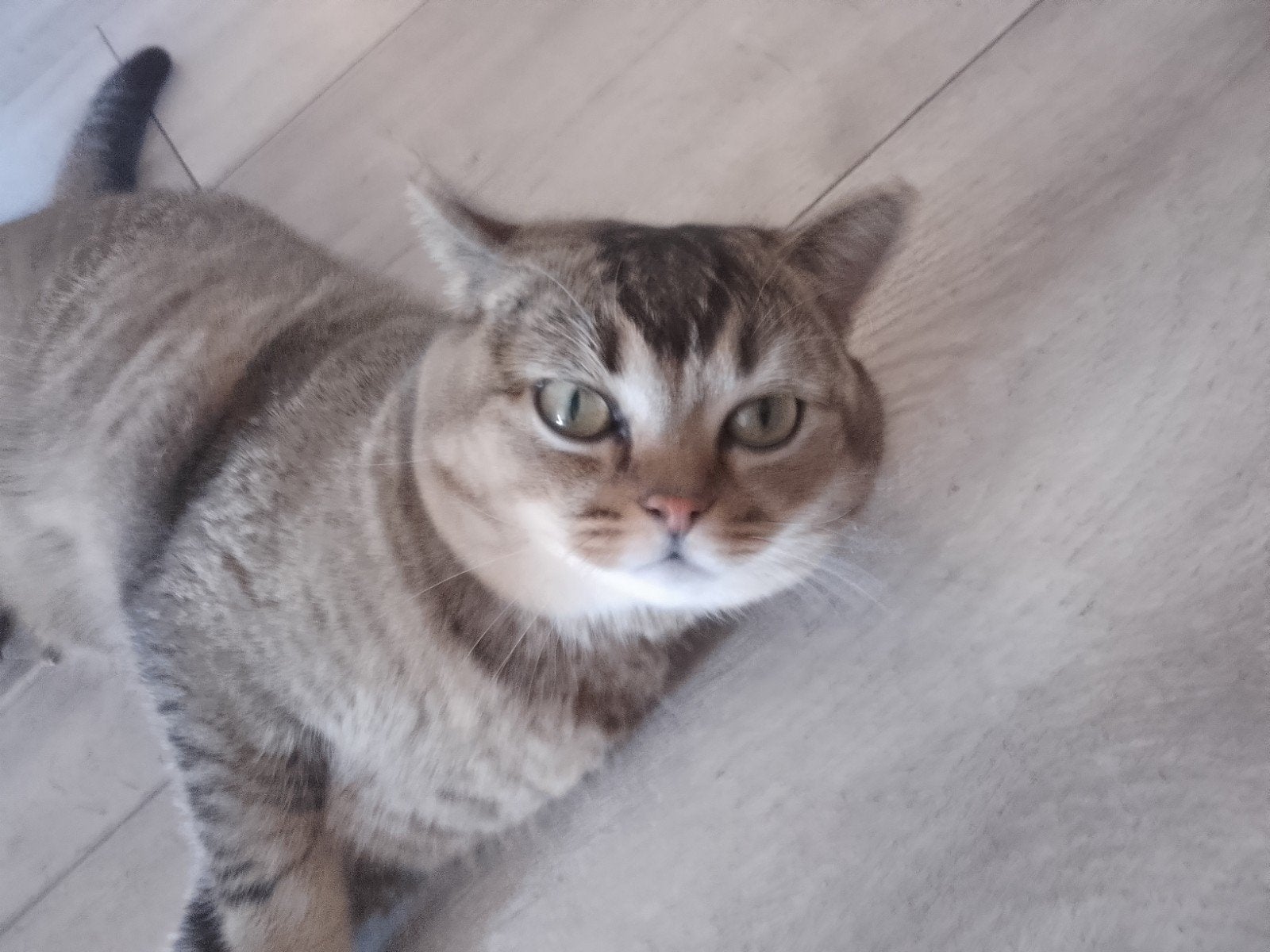 Britse korthaar Golden, Kater, Kortharig, 0 tot 2 jaar