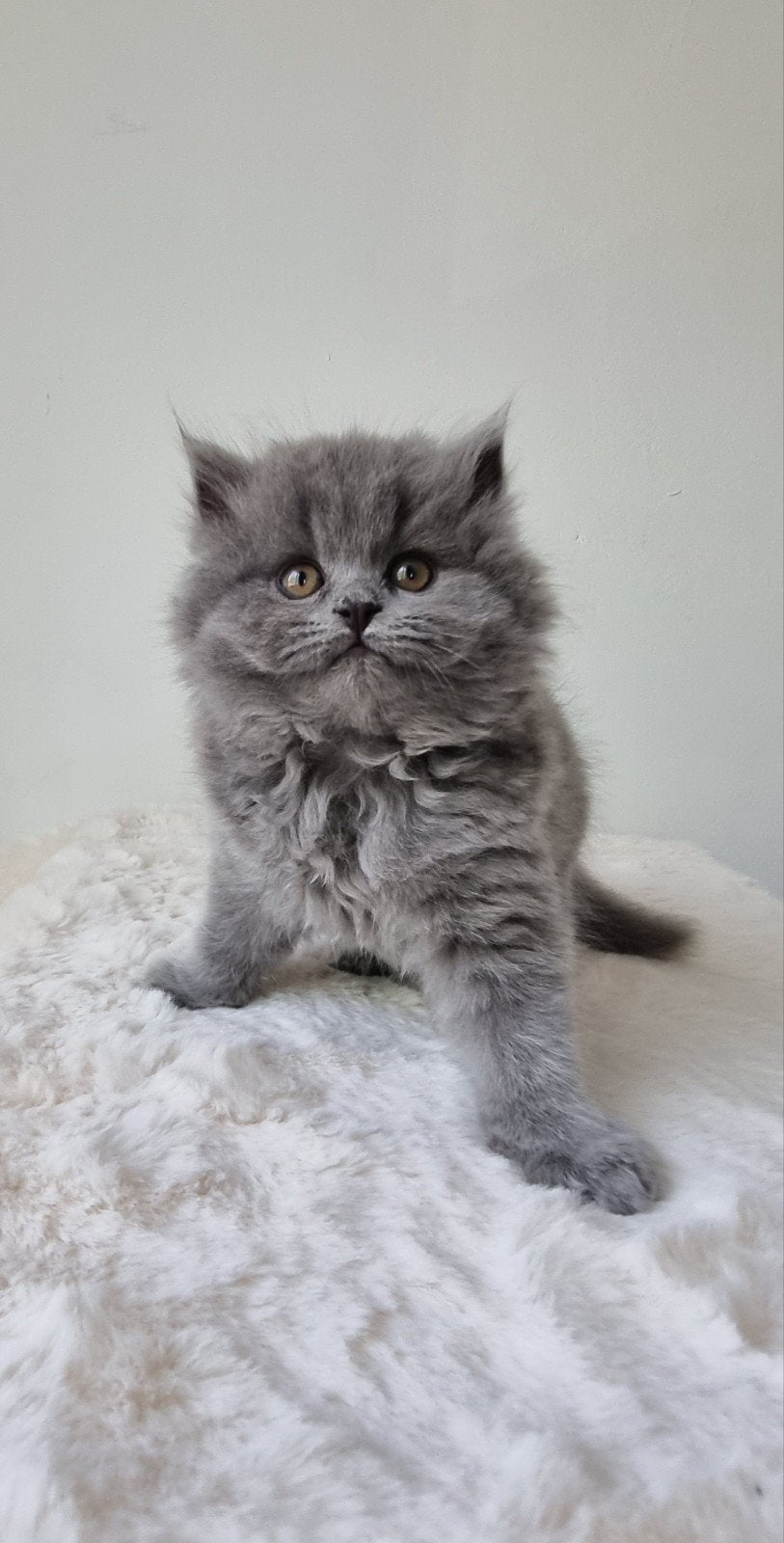 British long-haired kitten, Kater