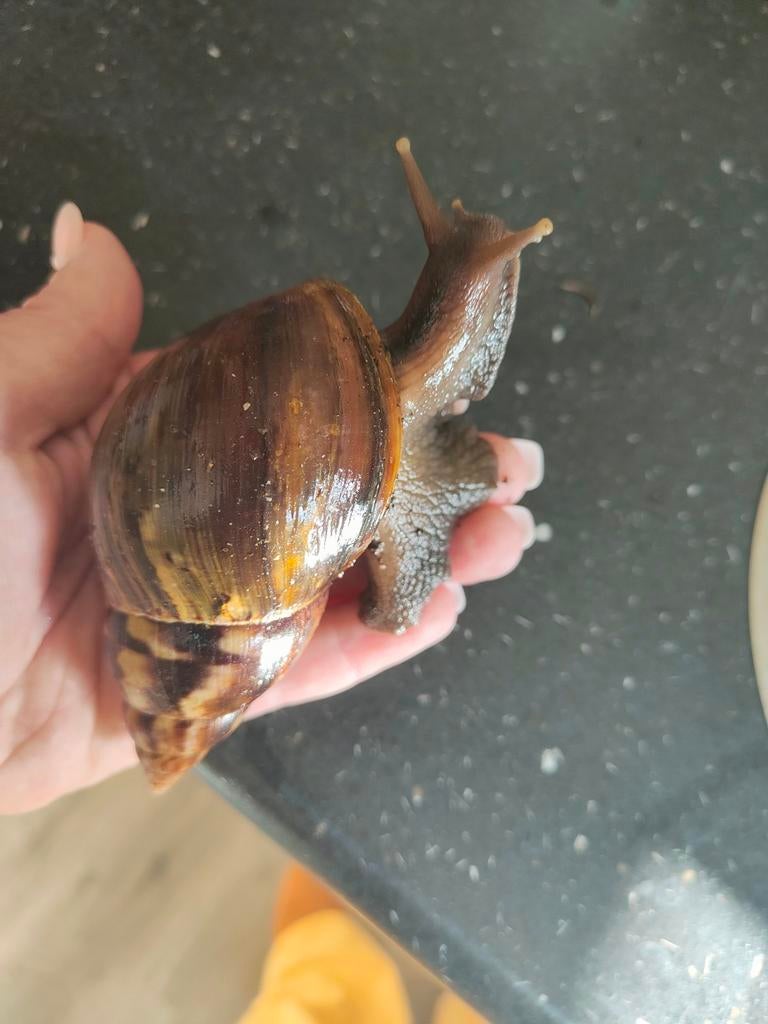 Agaatslakken, 0 tot 2 jaar