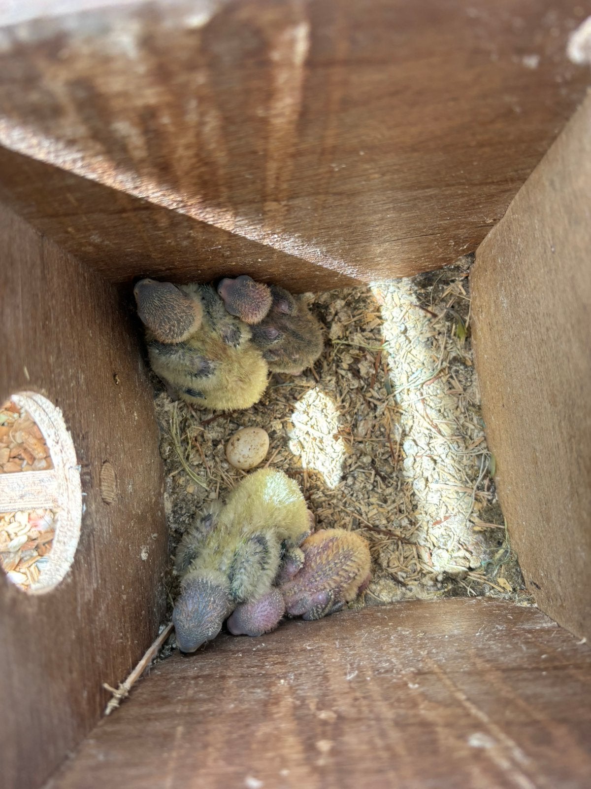 Jonge agapornis om tamte maken, Geslacht onbekend, Dwergpapegaai of Agapornis