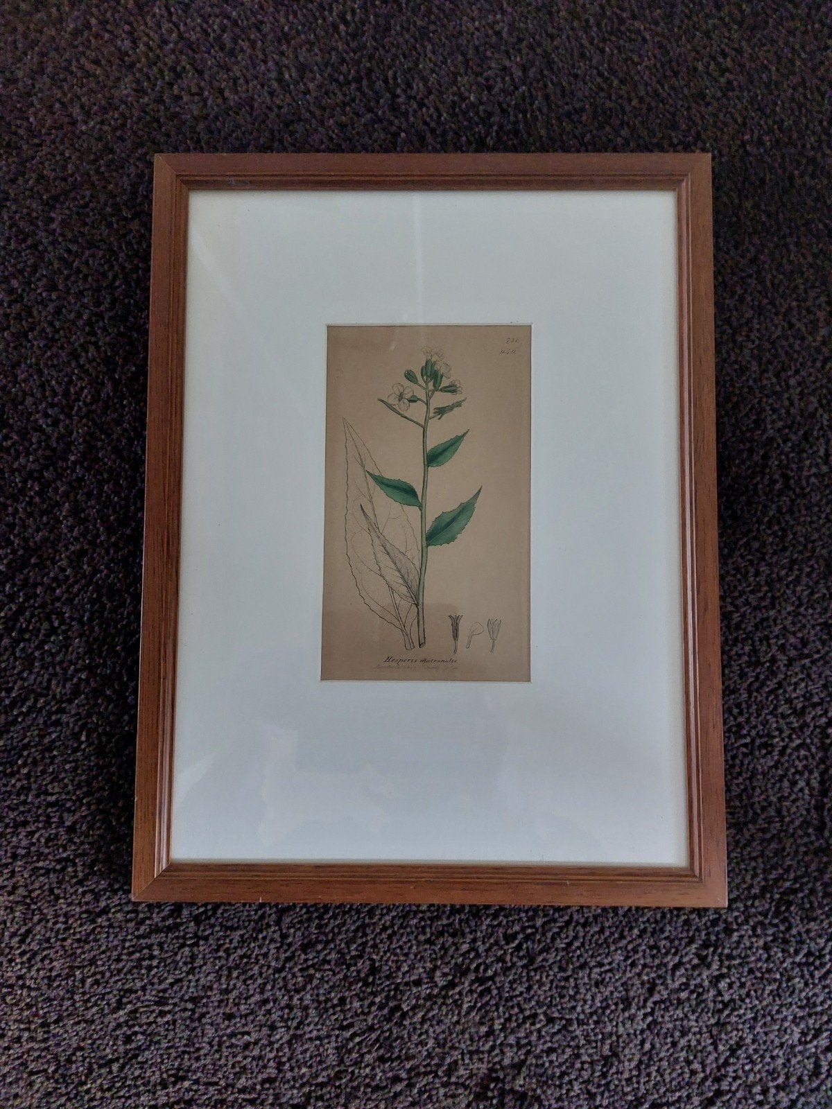 Handgekleurde kopergravure James Sowerby 1838., Antiek en Kunst, 1800 - 1899, Handgekleurd, Ophalen of Verzenden, Gravure