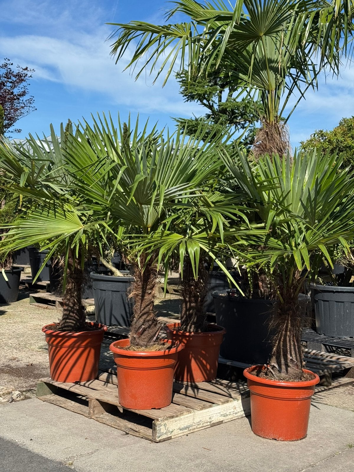 25% VAKANTIEKORTING Palmboom – Juli & Augustus – Nobilis, 100 tot 250 cm, Zomer, Palmboom, Ophalen