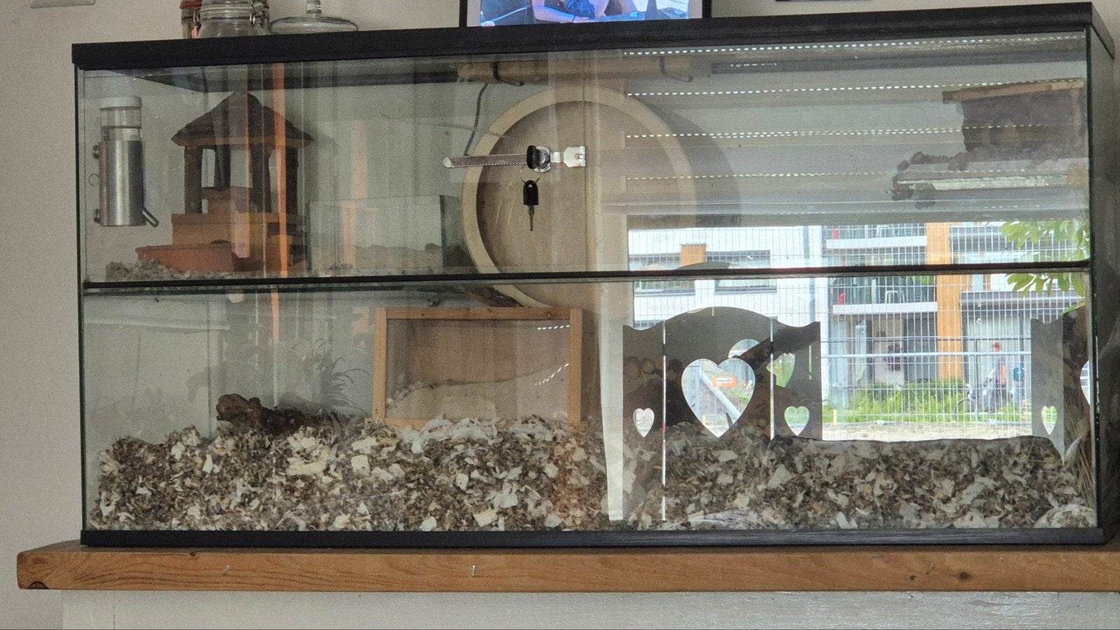 terrarium 1 mtr breed, Dieren en Toebehoren, Reptielen en Amfibieën | Toebehoren, Ophalen, Zo goed als nieuw, Terrarium of Paludarium