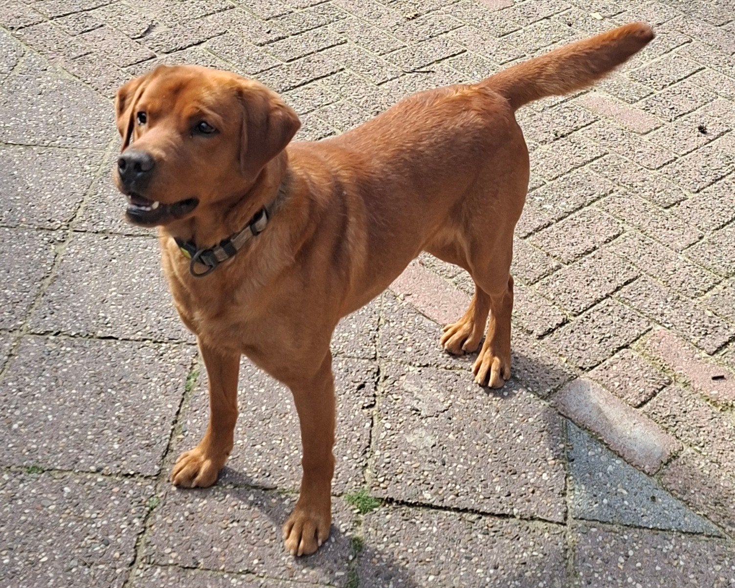 Labrador Retriever Foxred dekreu, Dieren en Toebehoren, Honden | Dekreuen, Reu, Parvo, Eén hond, 3 tot 5 jaar