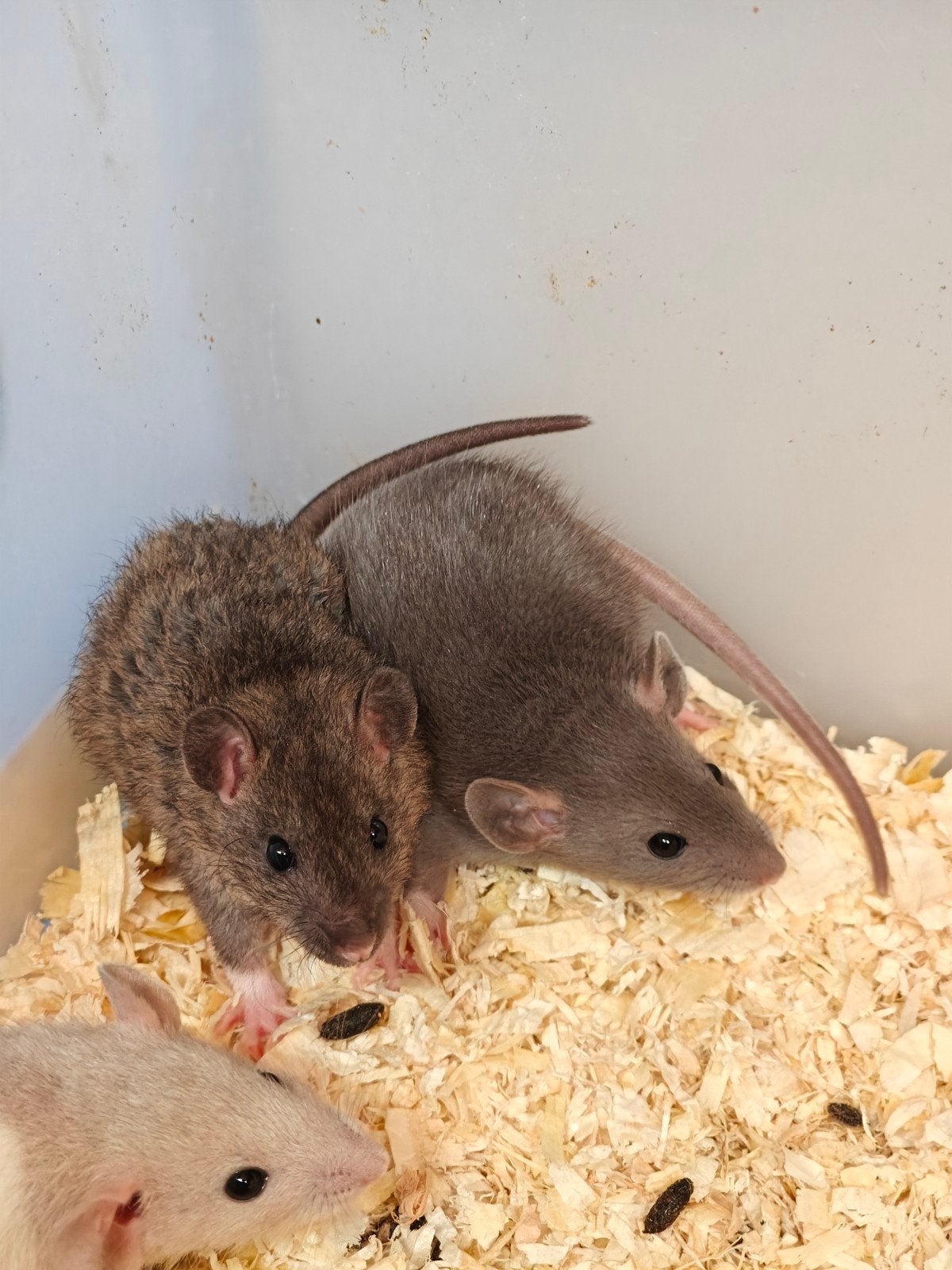 5 tamme rittens vrouw te koop*, Dieren en Toebehoren, Knaagdieren, Rat, Vrouwelijk, Mei, Tam