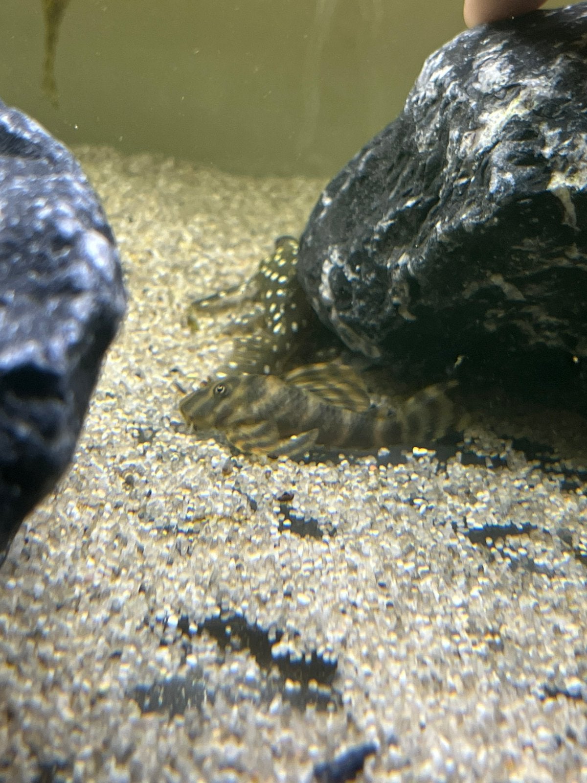 L168 Butterfly pleco, Vis