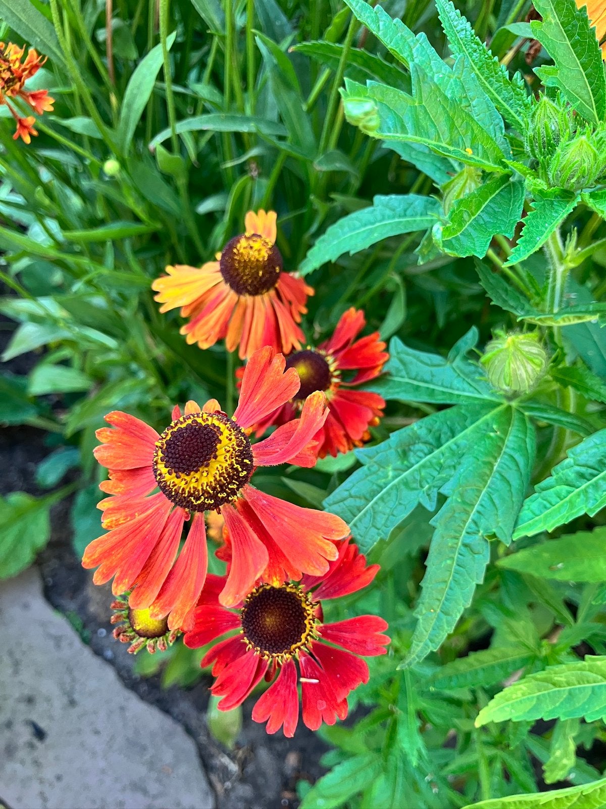 Helenium 'Moerheim Beauty' zaden, Verzenden, Voorjaar, Volle zon, Zaad