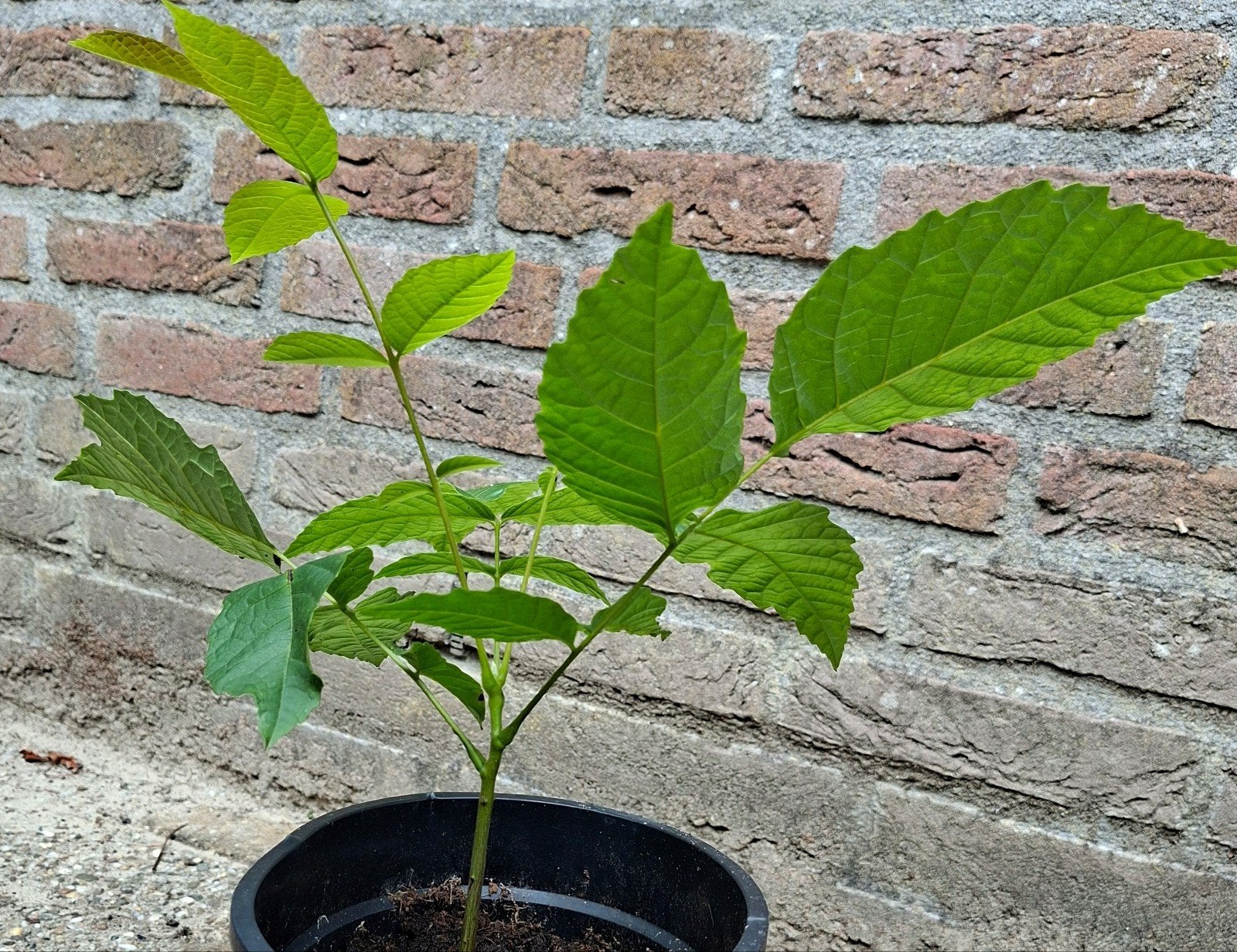 Walnootboom (Juglans regia) - Jonge plant, Tuin en Terras, Planten | Tuinplanten, Volle zon, Vaste plant, Ophalen of Verzenden