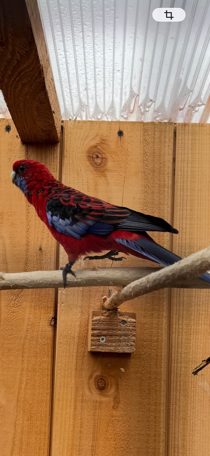 Te koop pennant rosella man, Dieren en Toebehoren, Mannelijk, Parkiet